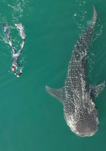Swimming with Whale Sharks
