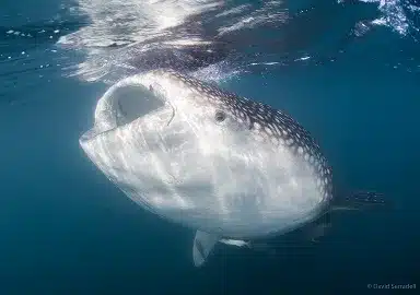 Whale shark swimming in Mexico