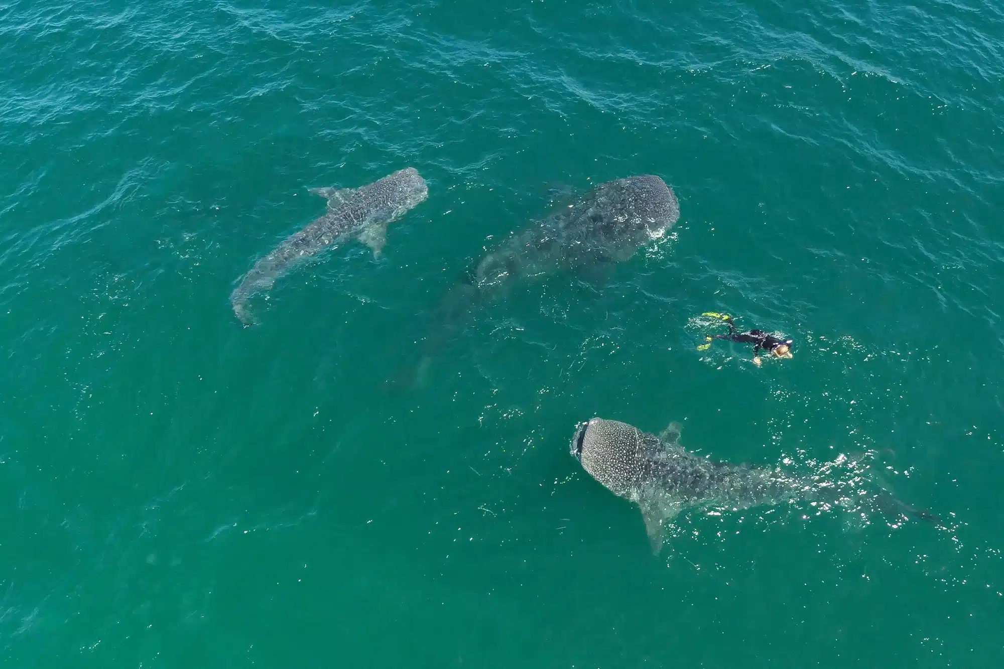 Whale Sharks & Remote Islands: An Expedition into the Sea of Cortez