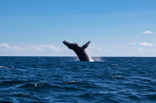 Humpback whale breaching