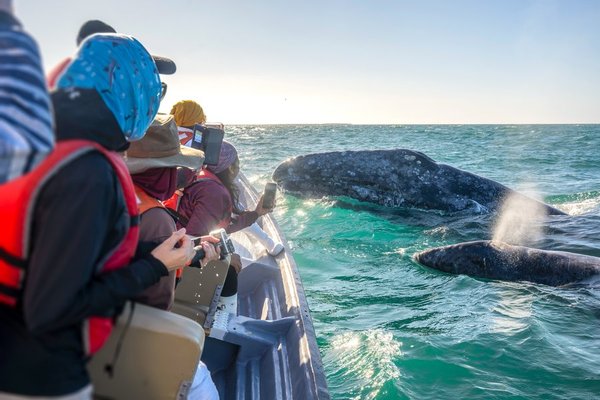 The gray whales putting up a show at Laguna San Ignacio
