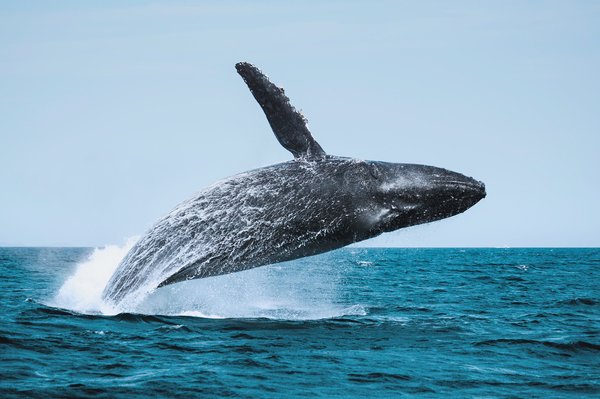 Whale Watching