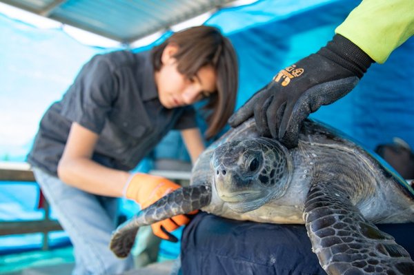 Discover San Ignacio Turtle Conservation program