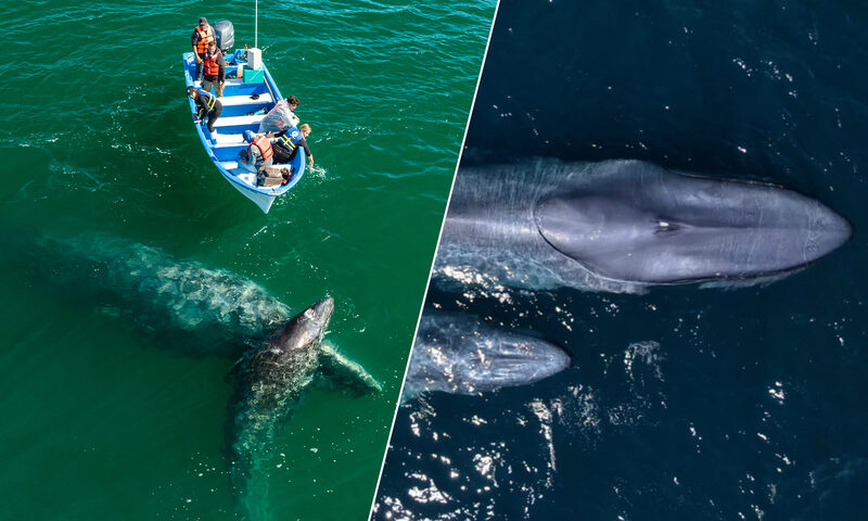 Baja Ultimate Whales