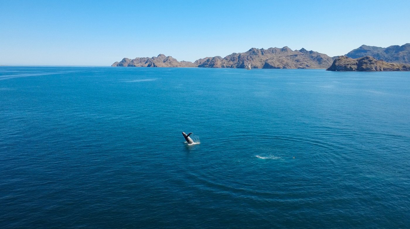 San Ignacio Gray Whales + Adventure Sailing &  Blue Whales