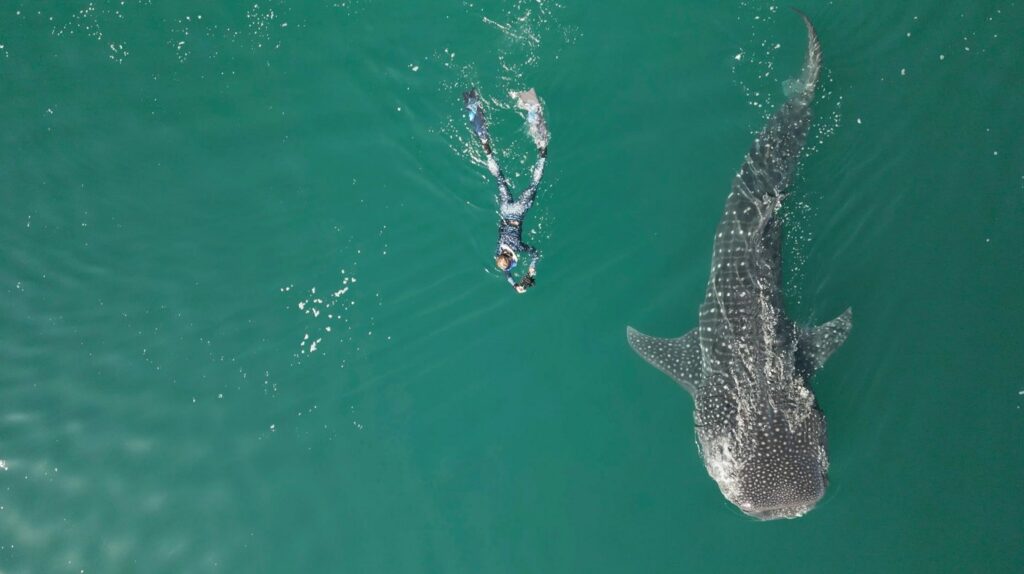 Swim with Whale Sharks
