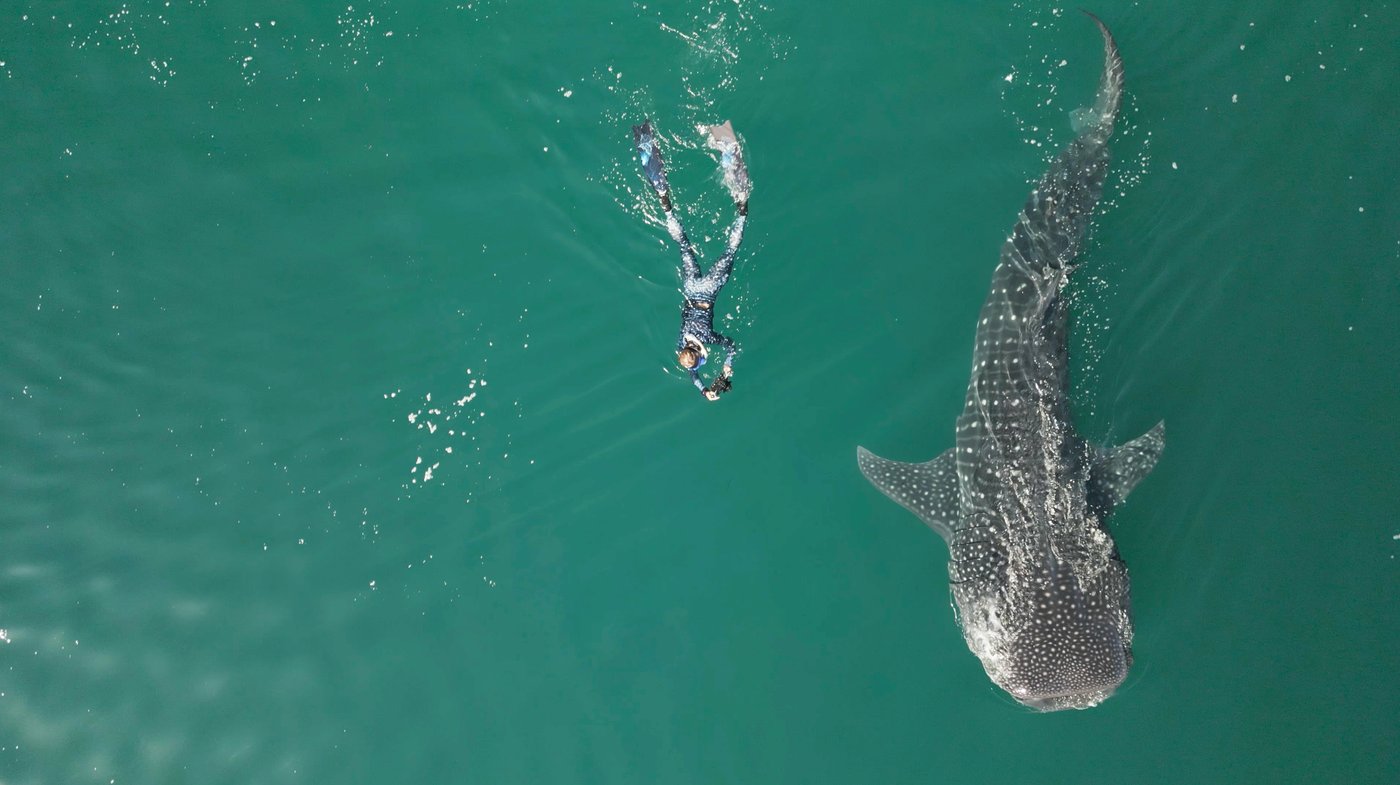San Ignacio Gray Whales + Swim With Whale Sharks