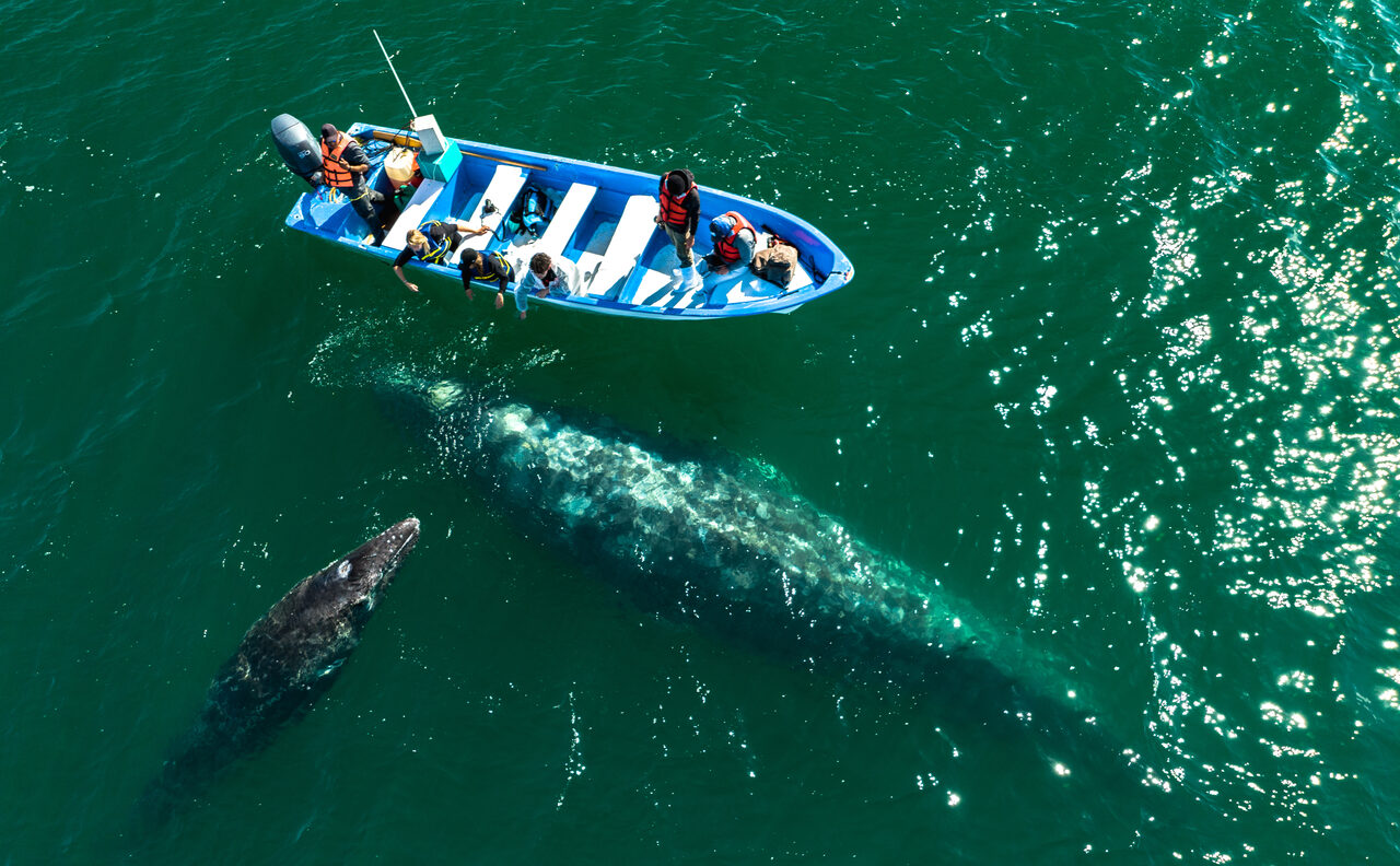 Extraordinary Wildlife. Extraordinary Baja. Baja Expeditions