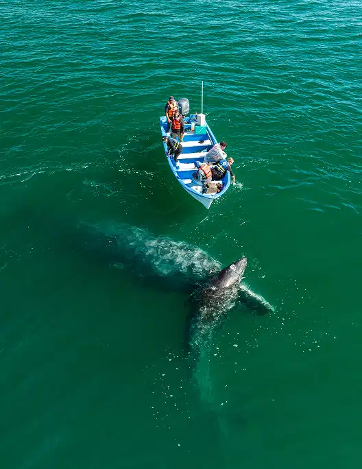 San Ignacio Whale watching