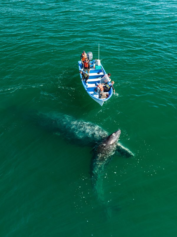 San Ignacio Whale watching