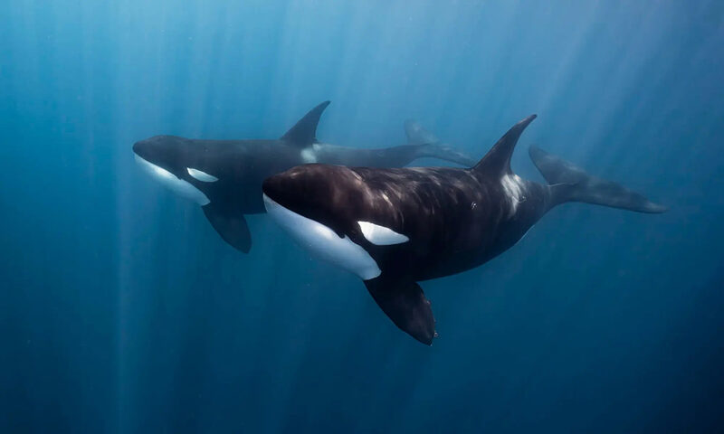 Ocean Safari: Whales, Mobulas, Orcas and more!
