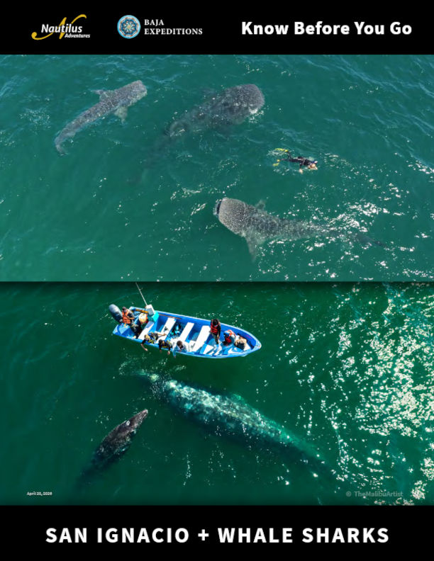 San Ignacio Gray Whales + Swim With Whale Sharks