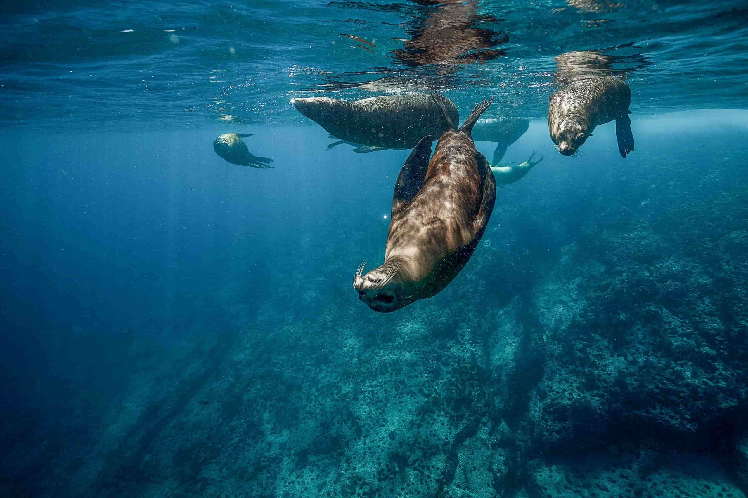 Sea Lions Sea of Cortez