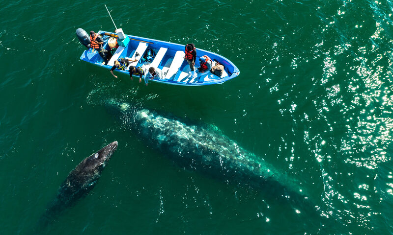 San Ignacio Lagoon Gray Whale Watching