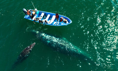 San Ignacio Gray Whales