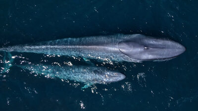 Ultimate Whale Cruises