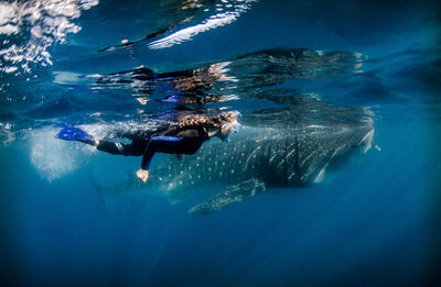 Ocean Safaris & Adventure Cruises