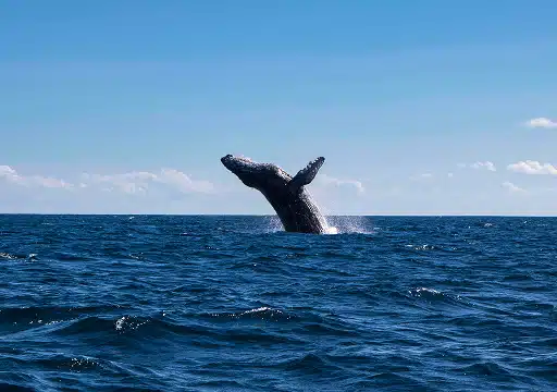 Humpback whale breaching