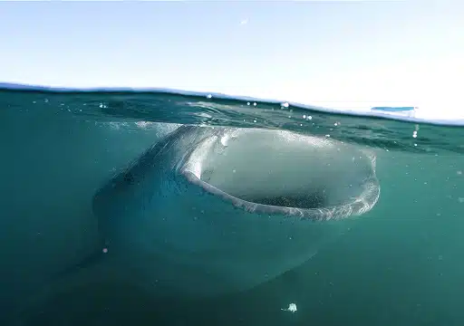 Whale shark Snorkeling