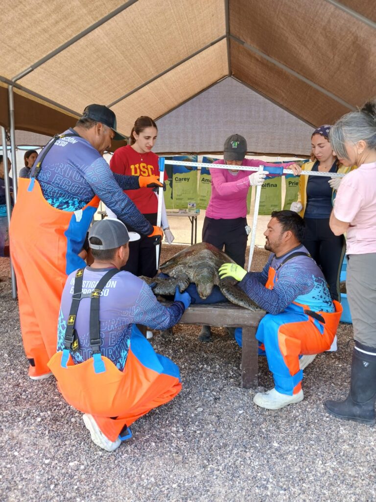 Taking part in a turtle conservation session near San Ignacio Lagoon, positive impact with eco friendly luxury travel