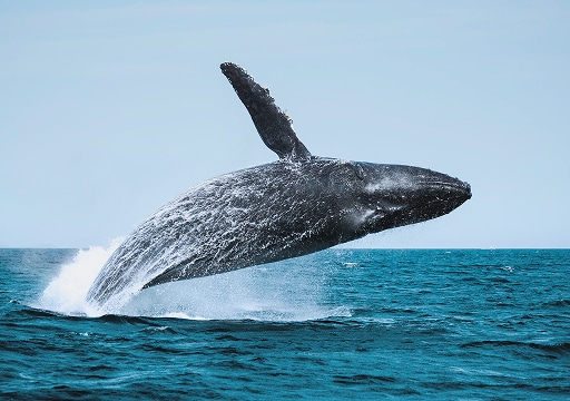 Humpback Whale in the Sea of Cortez