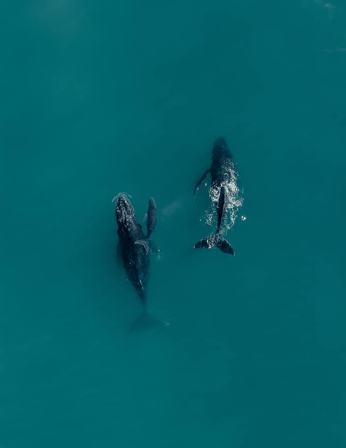 Humpback whale watching in Baja California Sur