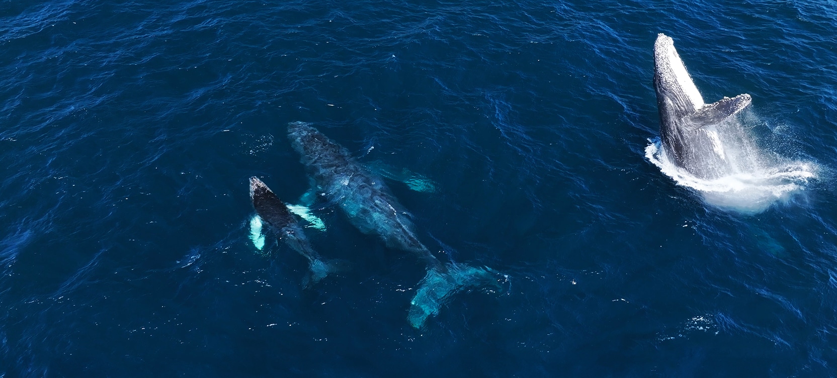 Sea of Cortez whale watching & glamping on Isla San José