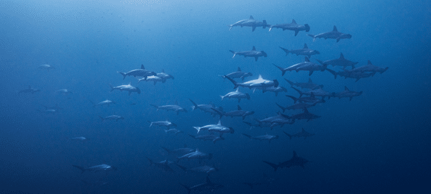 Sea of Cortez diving & glamping: Isla San José