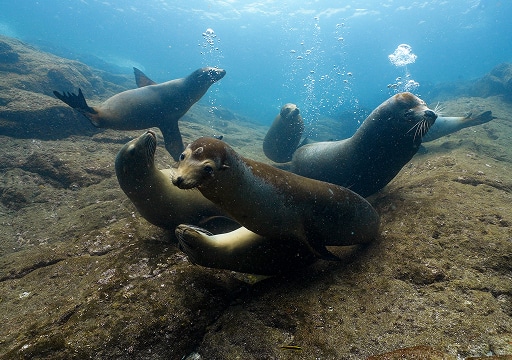 Snorkeling with Sea Lions in the Sea of Cortez