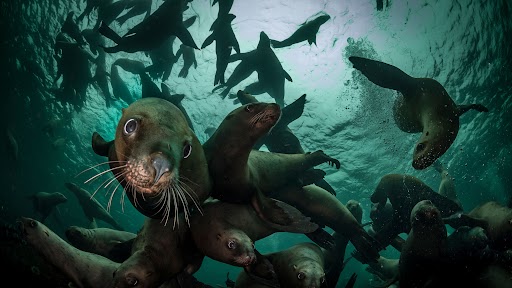 Ocean Safari: Diving, Snorkeling, Kayaking - Beautiful Isla San José