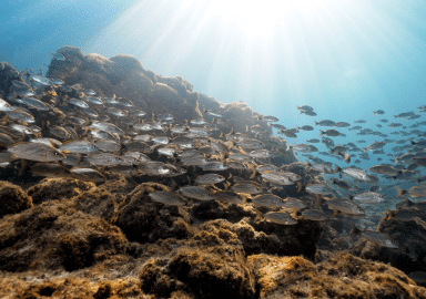 School of silver fish over a rocky reef in the Sea of Cortez, sun rays streaming down through clear blue water