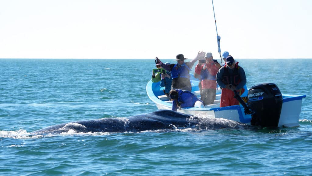 Guests enjoying gray whale watching. Inspiration to plan a whale watching trip.
